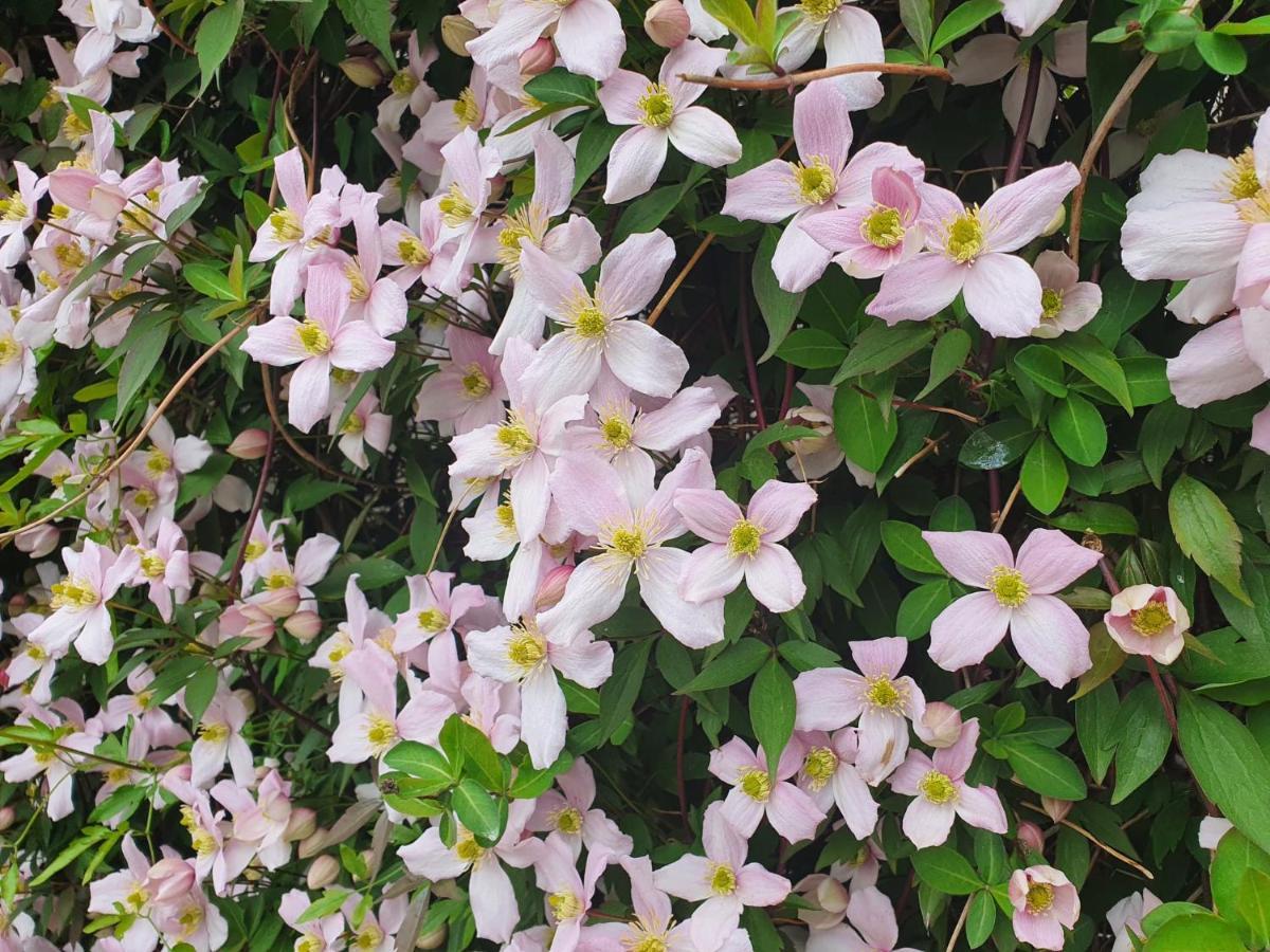 لوغانو Val Colla B&B المظهر الخارجي الصورة